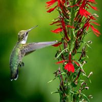 A ruby-throated hummingbird hovers next to a red cardinal flower. 