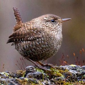 A winter wren  looks to the right as it sits on a frosty branch.