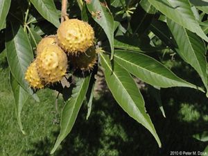 Close-up of spiky yellow Ohio buckeye nuts on a leafy branch.