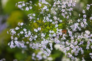 Pale blue-white crooked stem aster blossoms.