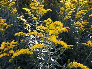 Gray goldenrod in full bloom against dark green leaves.