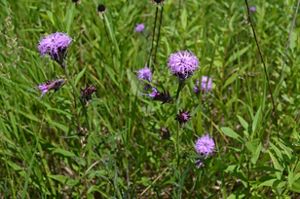 Pinkish-purple ccaly blazing star in bloom among green grasses.