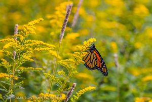 A monarch butterfly on blooming Canada goldenrod.