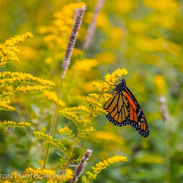 A black and orange butterfly perches on the stem of a flower sipping nectar from the yellow blossoms.