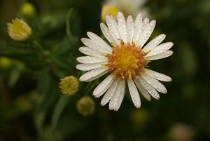 A dewy white panicled aster bloom with yellow buds in the background.