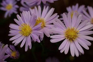 A cluster of three sky-blue aster flowers with more blooms in the background. 