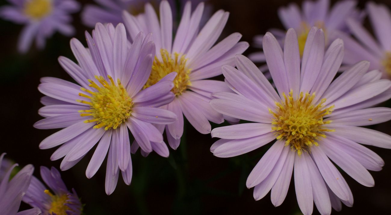 Sky blue asters in bloom.