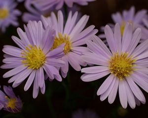 Sky blue asters in bloom against a dark background.