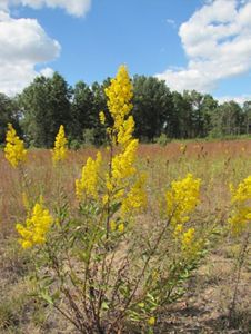 Showy goldenrod in field under a blue sky.