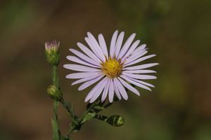 A single bluish-white smooth aster bloom with buds in the background.