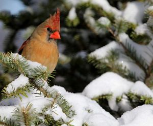 A fermale Northern cardinal sits in a snow-covered evergreen tree. 