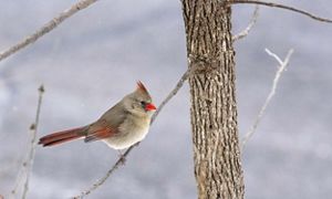 a female cardinal on a branch with a snowy background.