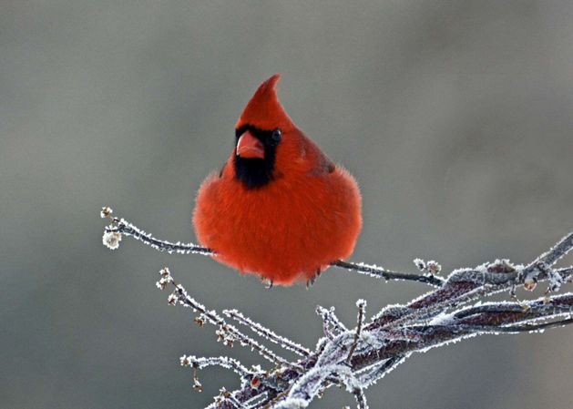 A male Northern cardinal puffed out and perched on a frosted branch.
