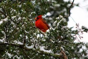 A red bird rests on a snowy branch.