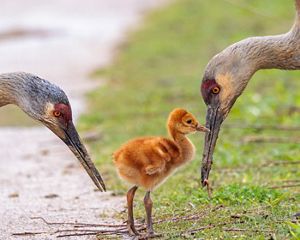 A fluffy sandhill crane chick is framed between the bending heads of its parents.