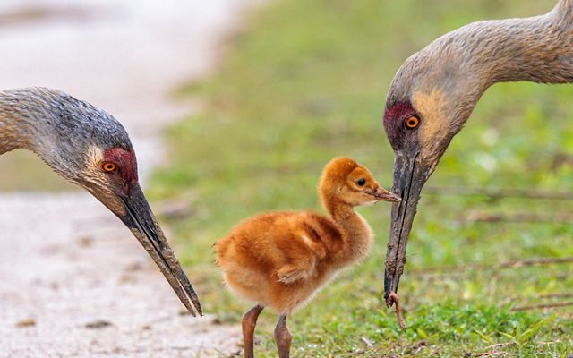 A fluffy sandhill crane chick is framed between the bending heads of its parents.