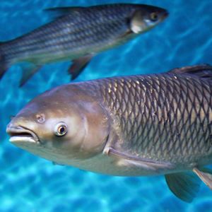 Bighead carp, an invasive fish, swimming .