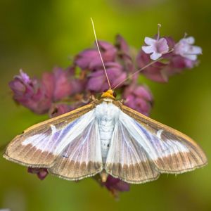 An adult box tree moth on a pink flower. 
