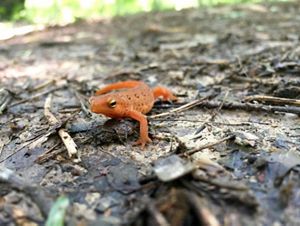 A juvenile red-spotted newt, also known as a red eft, walking along the forest floor.