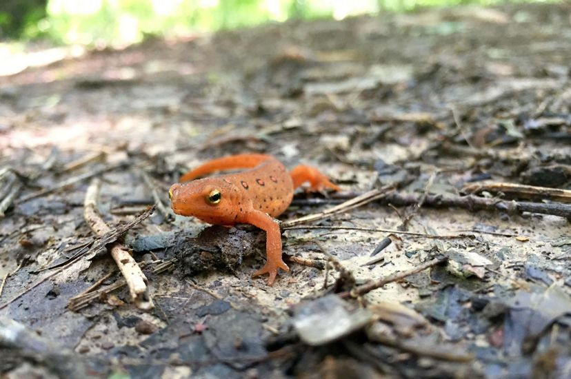 A juvenile red-spotted newt, also known as a red eft, walking along the forest floor.