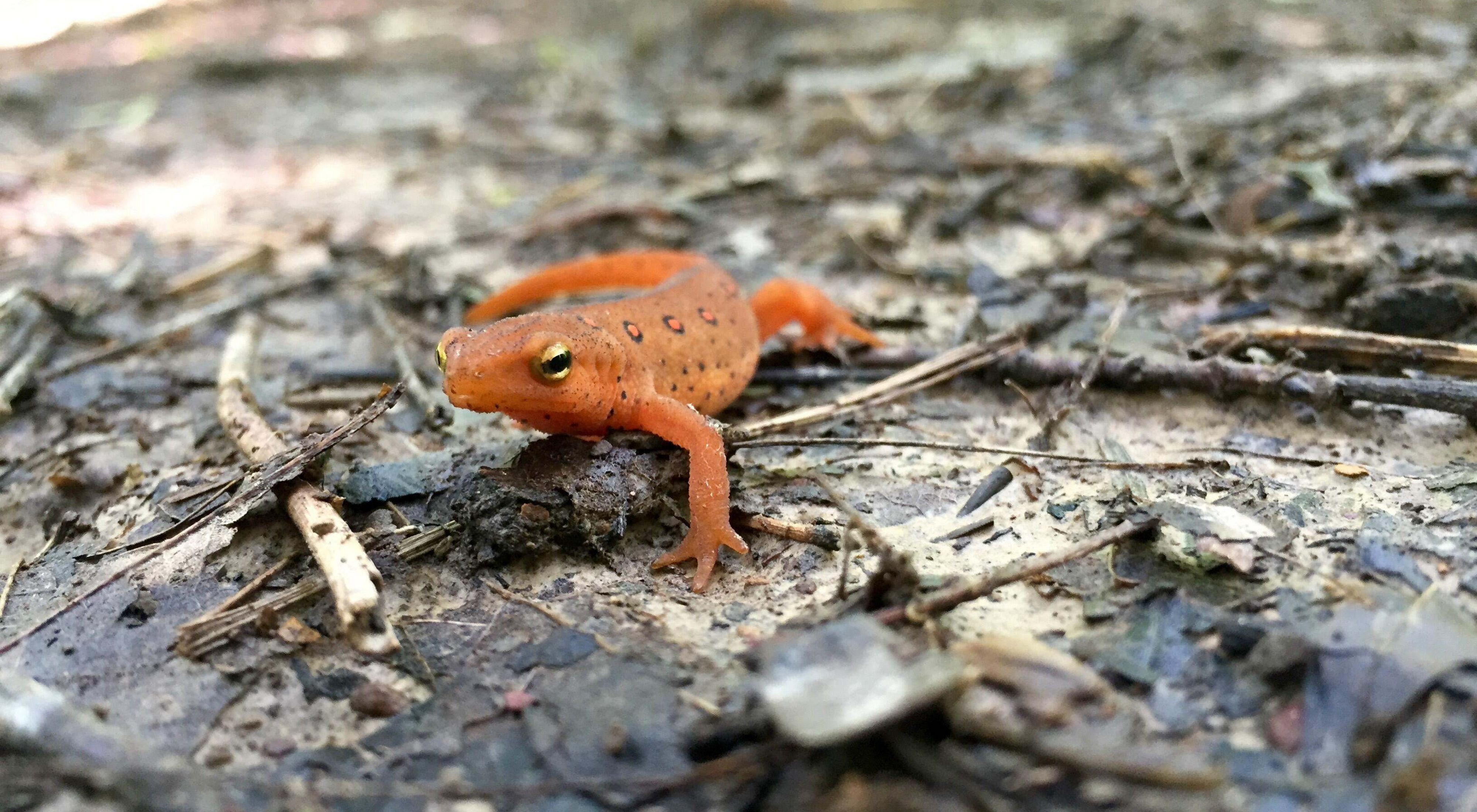 A bright orange salamander moves across a leafy forest floor.