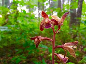 A crested coralroot orchid bloom.