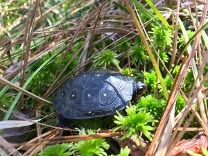 A spotted turtle rests in the grass. The turtle has distinctive yellow dots.
