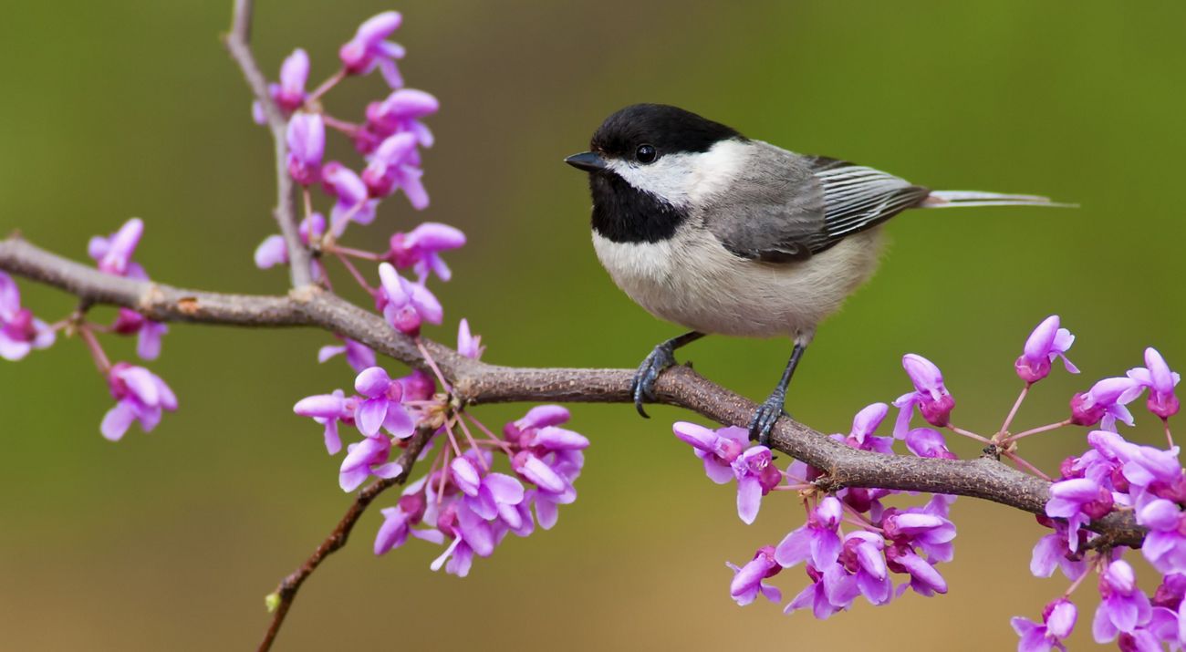 A black-capped chickadee sitting on a branch among redbud flowers.