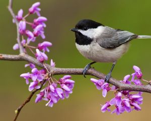 A black-capped chickadee sitting on a branch surrounded by redbud flowers.