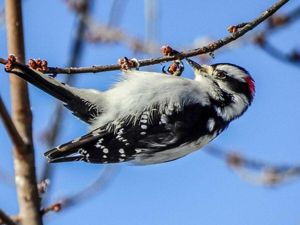 An Downy Woodpecker hangs upside down on a small twig.