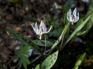 White trout lily blooms among green leaves.