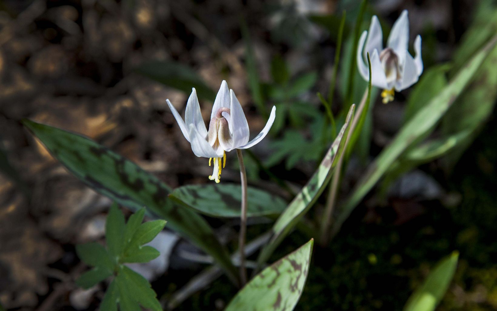 Two white trout lily blooms.
