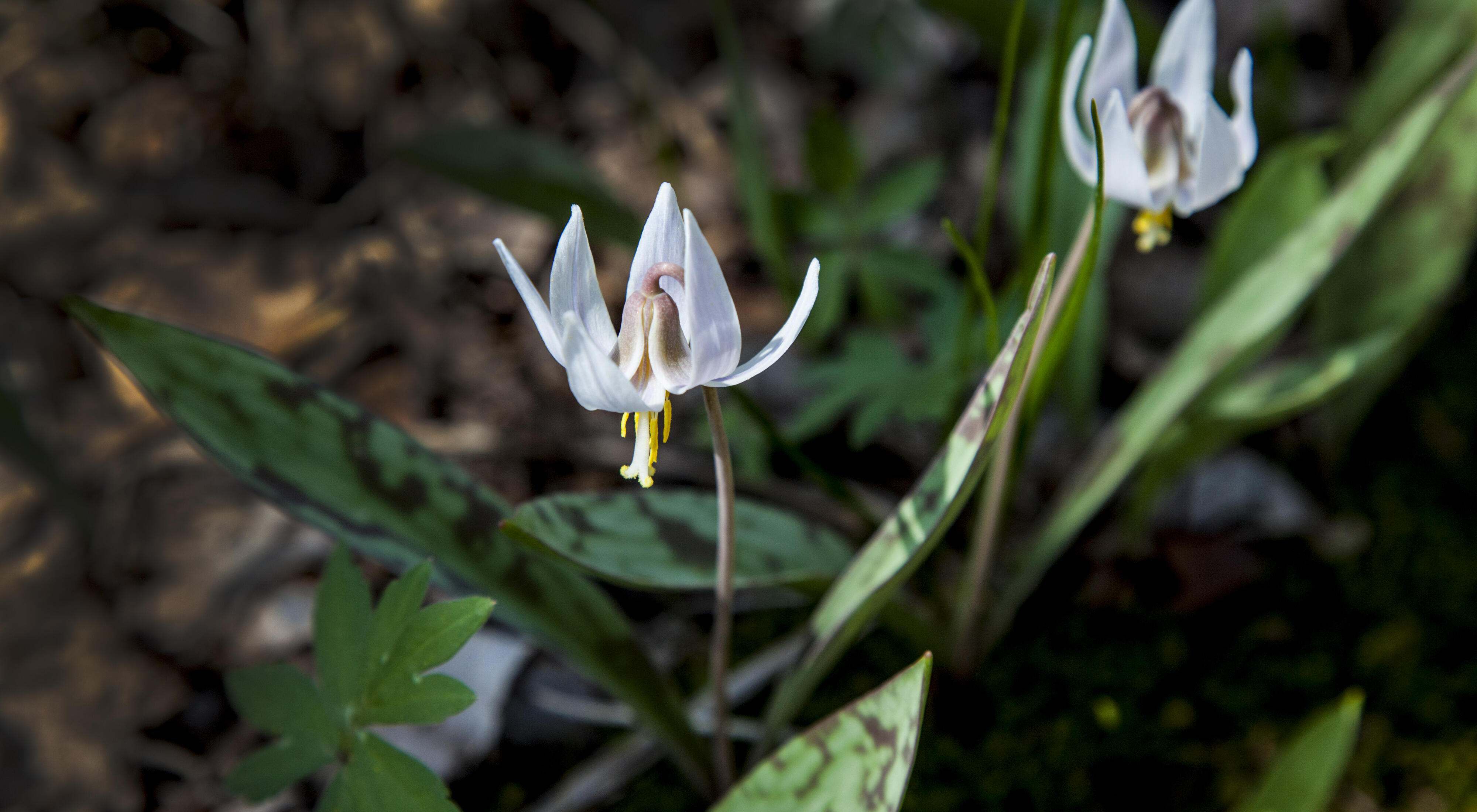 White trout lily blooms among green leaves. 