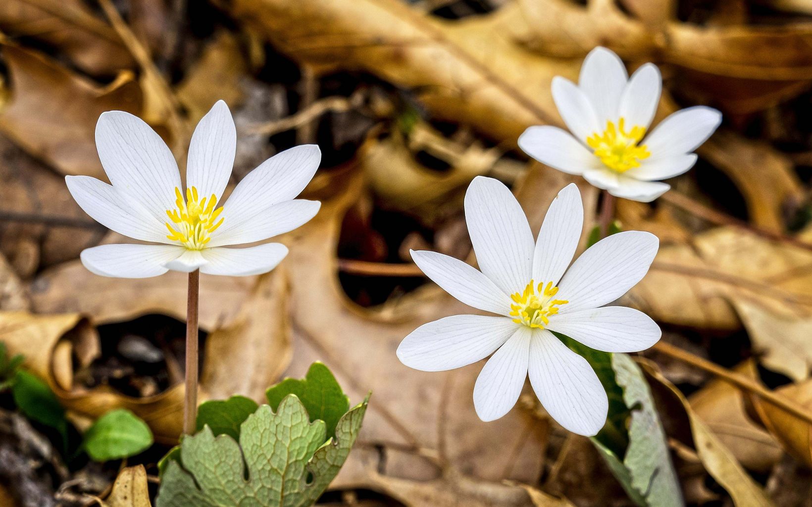 Three bloodroot flowers blooming among leaf litter. 