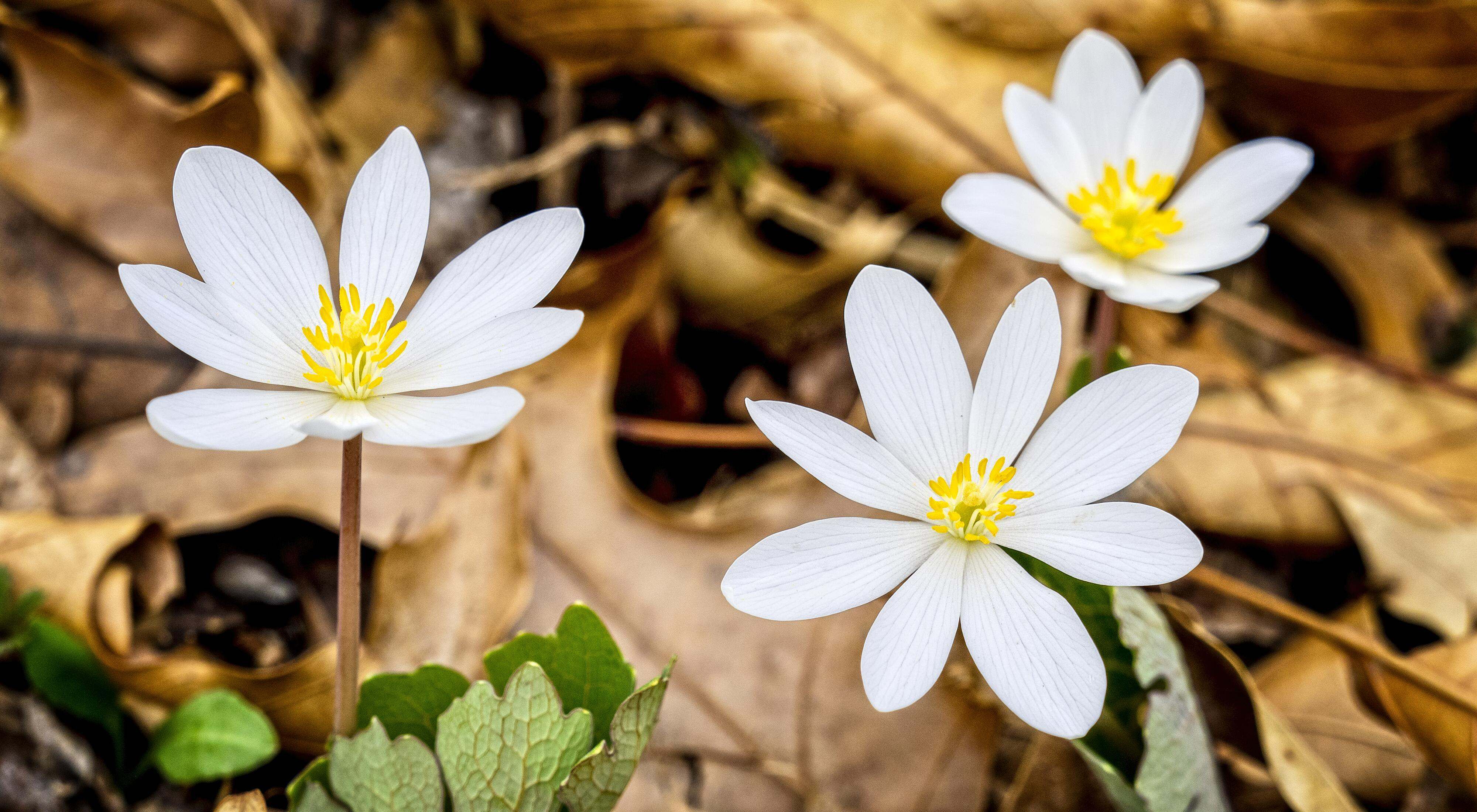 Small white flowers with yellow in their center emerge from a leafy forest floor.