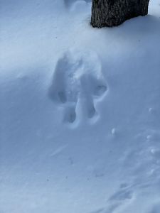 Imprint of a squirrel in the snow.