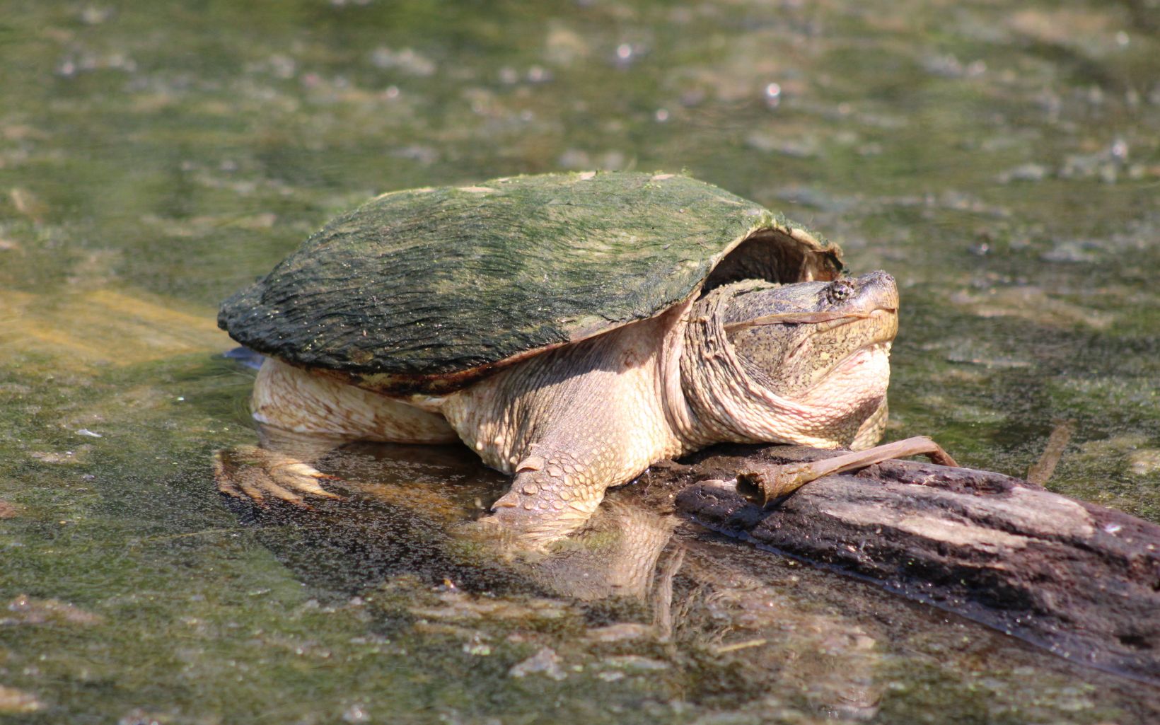 A large common snapping turtle sunning on a log in a pond. 