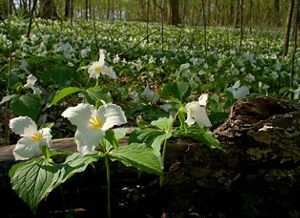 A rainbow over a green field. 