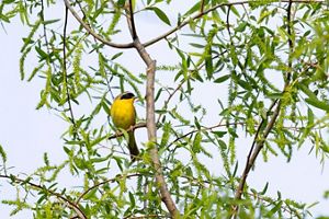 A Common-Yellowthroat rests on a branch.