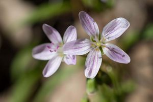 A close-up of two spring beauty blooms.