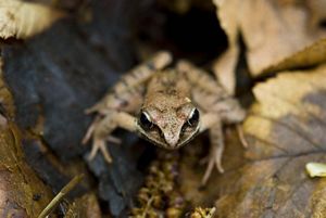 A wood frog sitting among leaf litter on the forest floor. 