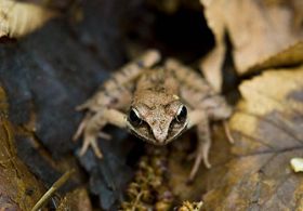 A wood frog sitting among leaf litter on the forest floor. 
