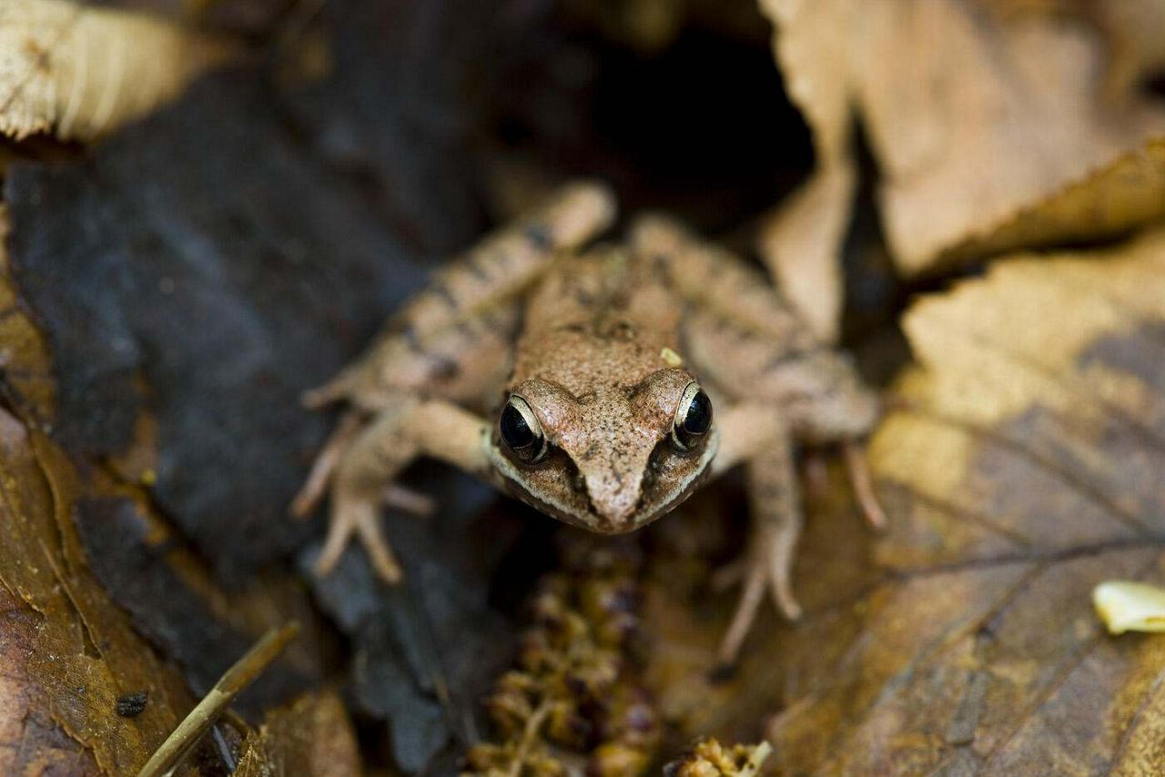 Explore How TNC is Working to Protect Vernal Pools