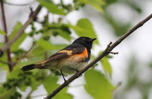 Orange and black bird perched on a branch. 