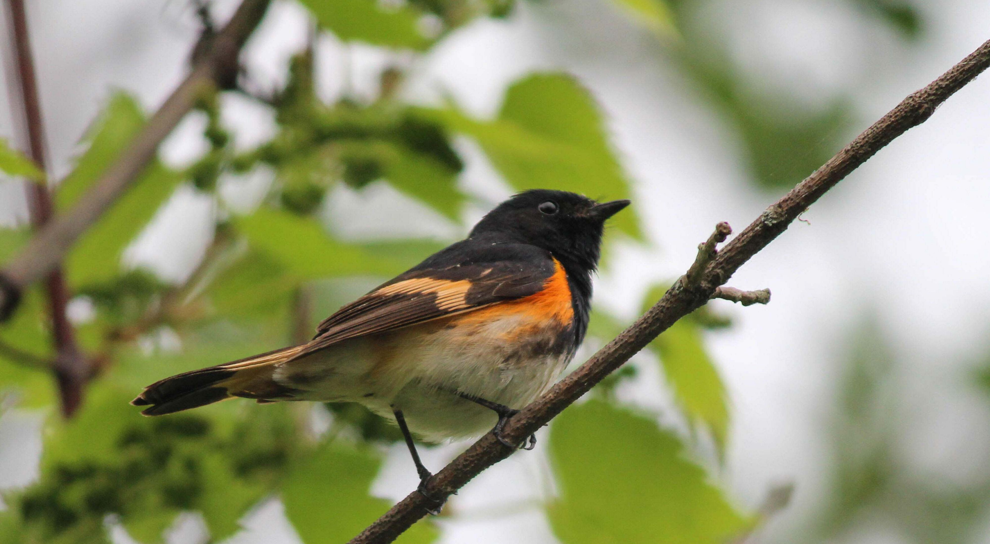 Orange and black bird perched on a branch. 
