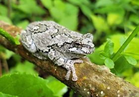 A gray treefrog sitting on a branch surrounded by green leaves. 