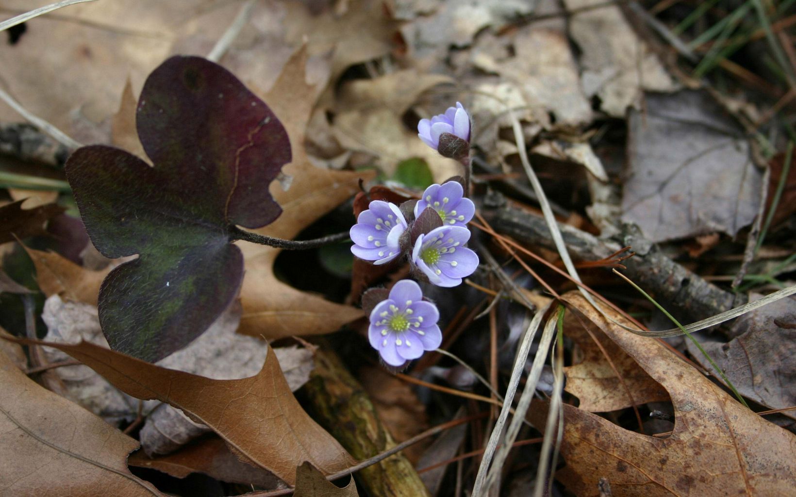 Round-lobed Hepatica A member of the buttercup family, round-lobed hepatica is a woodland spring ephemeral wildflower, blooming in early spring until leaves begin to show on the trees.  © Kent Montgomery/TNC