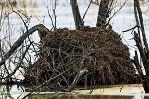 A large muskrat house made of wetland grasses.