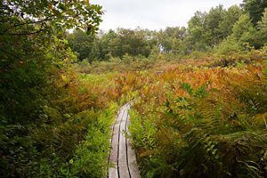 A boardwalk through bronze and green ferns and other plants. 