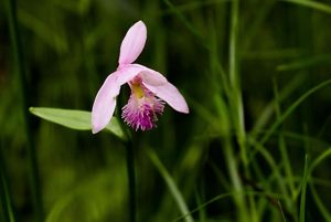 A rose pogonia orchid bloom. 